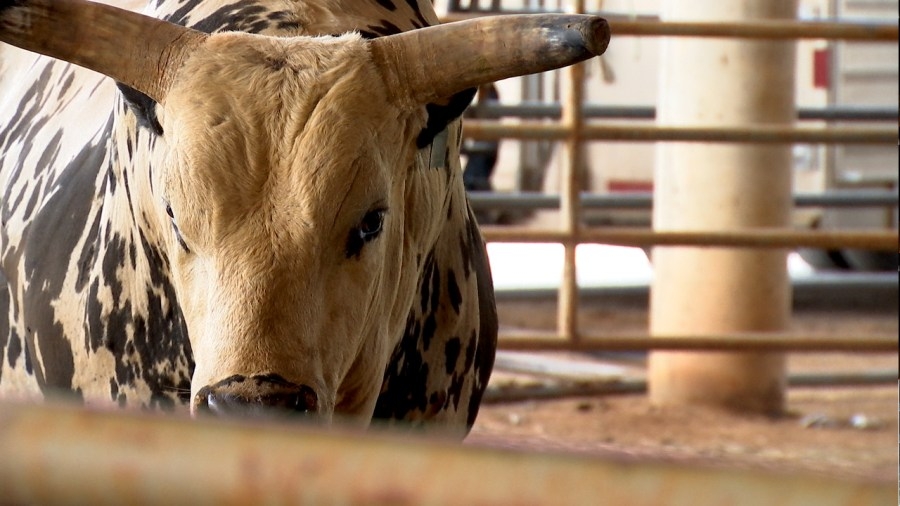 Bullfighting 101 with the Franklin Rodeo