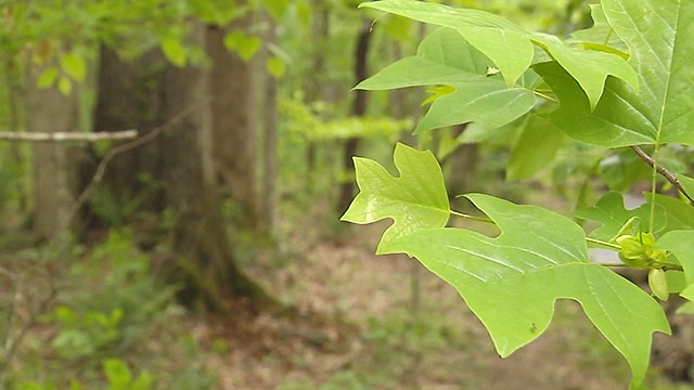 TDEC's Office of Outdoor Recreation announces more than $22 million in parks & rec grants