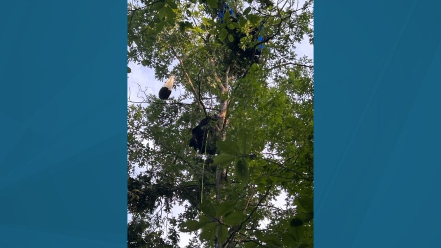 Skydiver gets stuck in tree in Tullahoma, sparking rescue effort