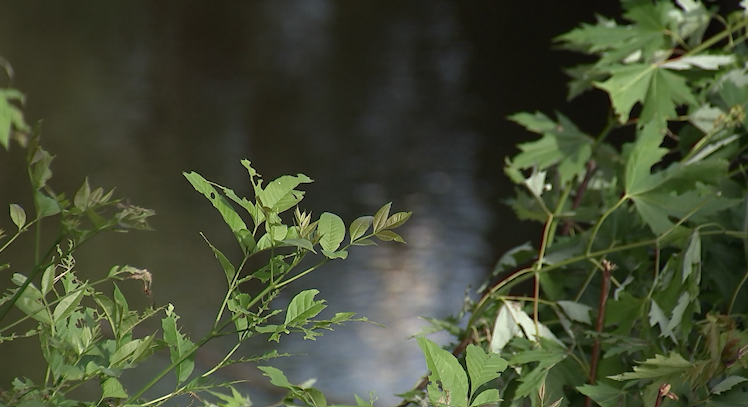 Report shows 'notable performance issues' in sewage systems across Tennessee
