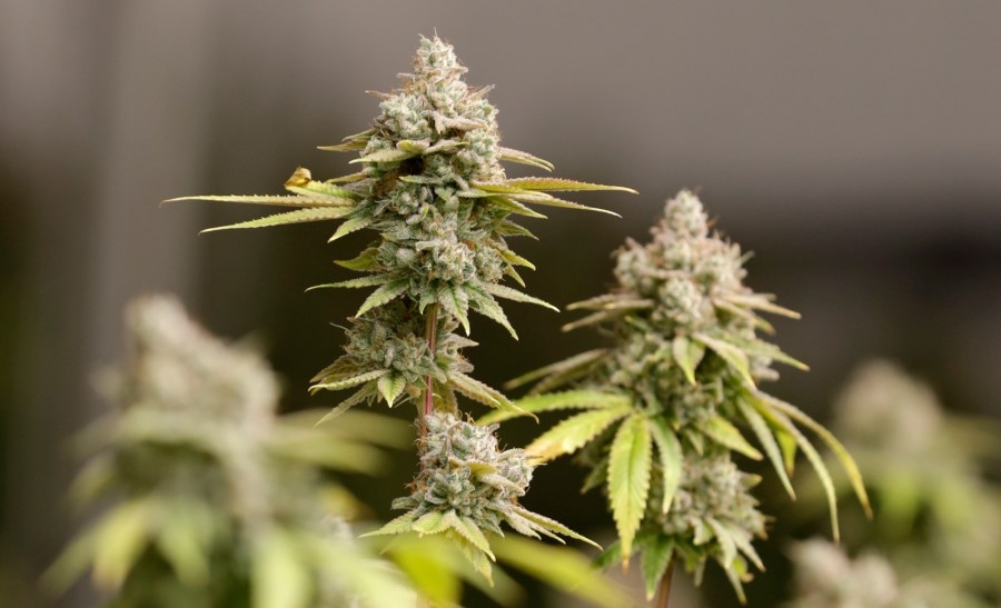 Pres. Trump considers marijuana reclassification, potentially paving way for medical cannabis in Tennessee