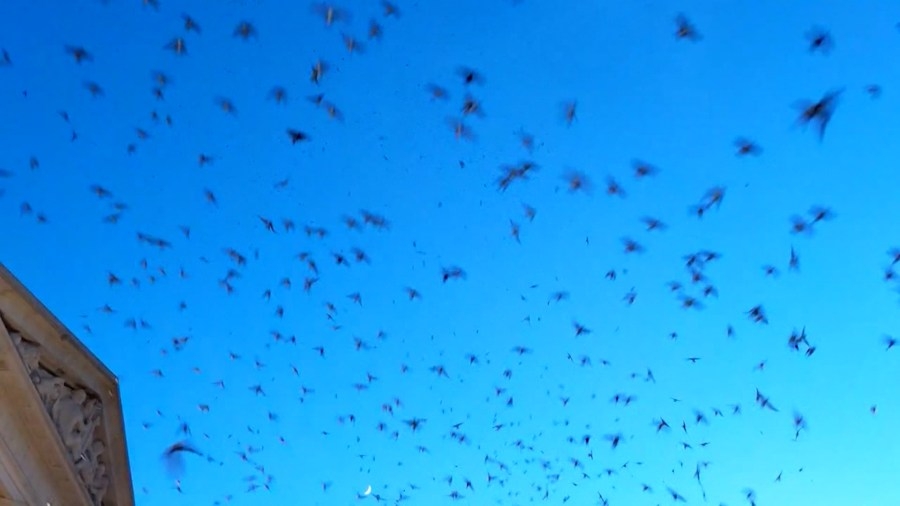 Purple Martins fill Nashville's skies as they migrate to South America