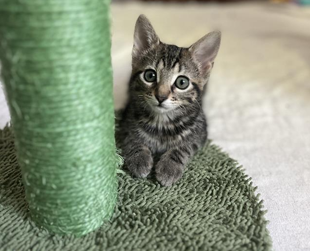 Pets of the Week for Aug. 19, 2025