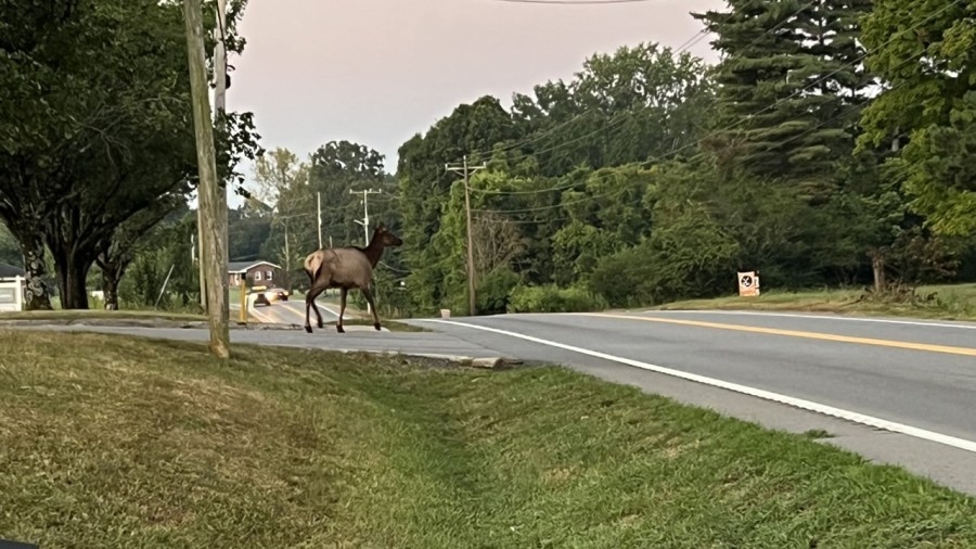 Rogue elk spotted in Ashland City
