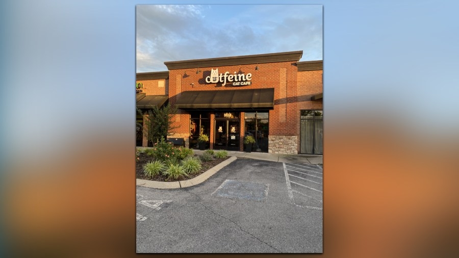Community steps up for Murfreesboro cat cafe after dip in summer business