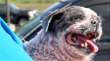 Dickson police searching for dog dumping suspect