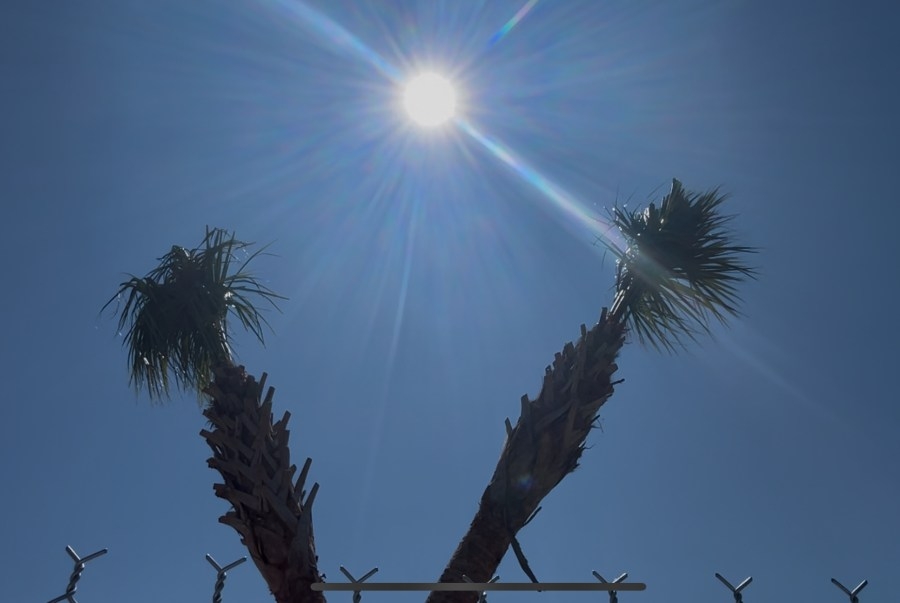 Can palm trees survive in Tennessee?