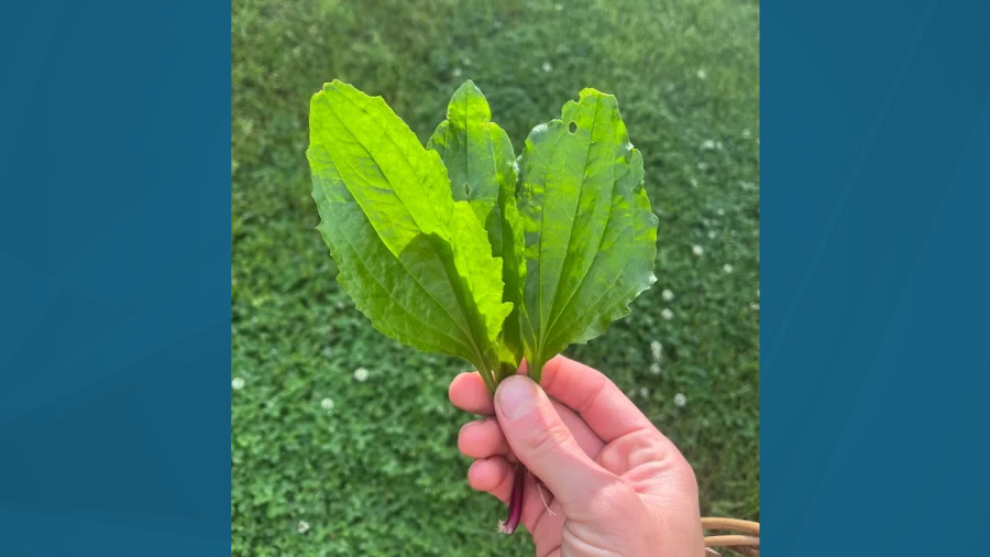 Herb Walk: A healing powerhouse right in your backyard