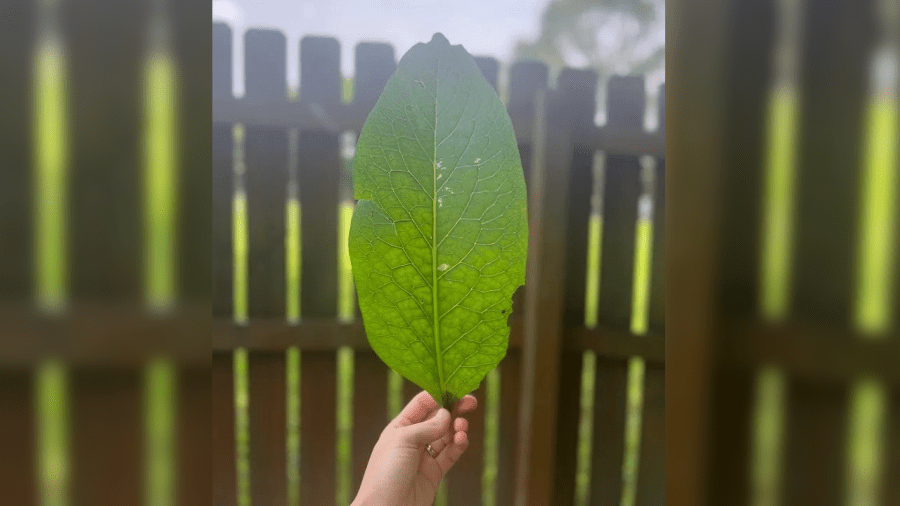 Comfrey Leaf: How to spot the powerful herb