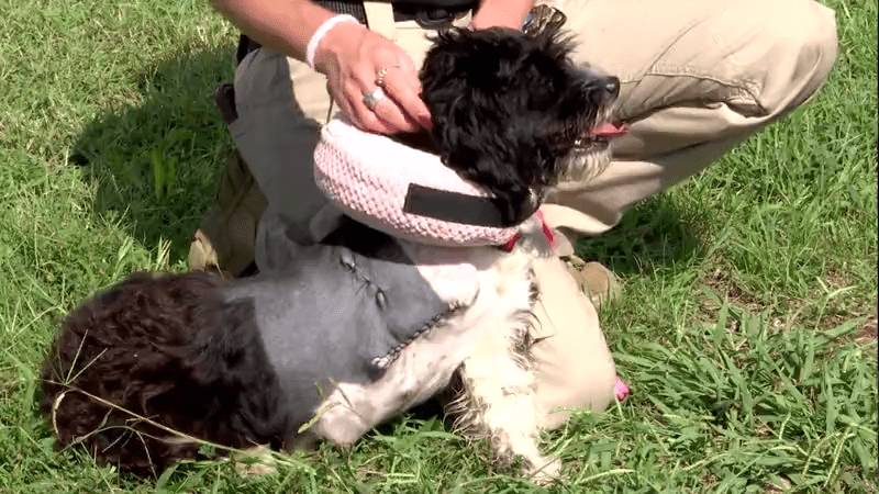 Dog recovering from 2 gunshot wounds in Wilson County