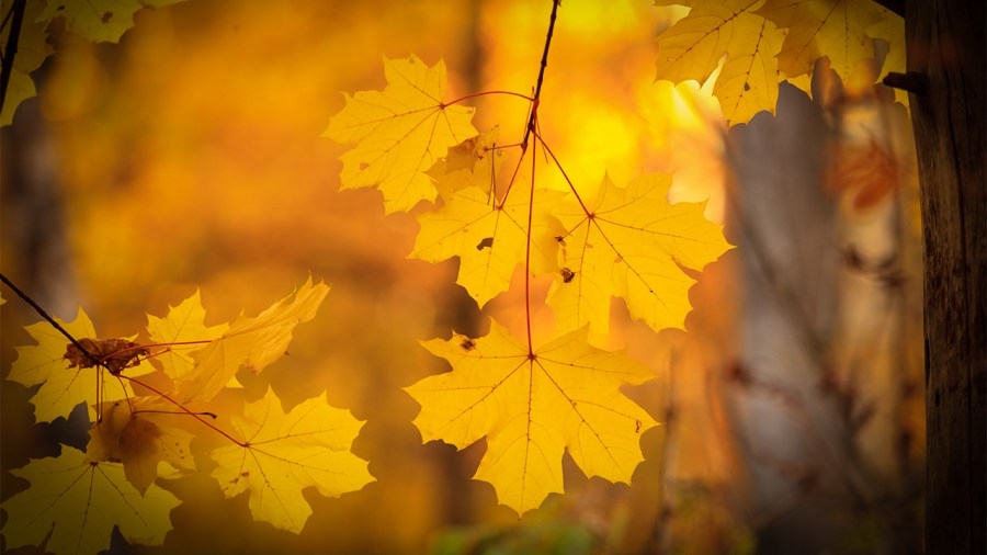 Who needs Lovers Lane? Survey reveals 3 most romantic fall drives in Tennessee