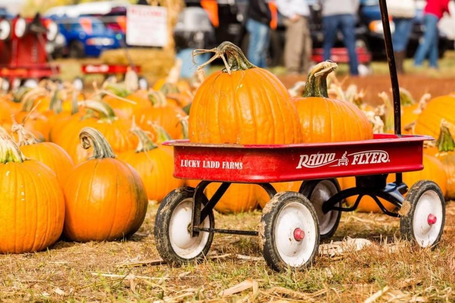 Pumpkin patches in Middle TN: 10 spots to pick your own pumpkin this fall