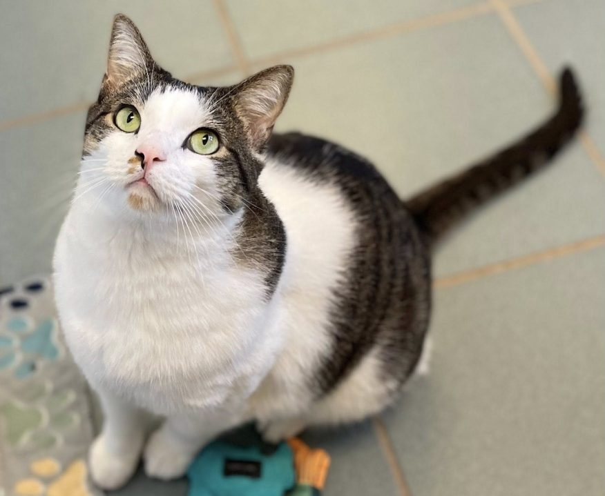 Pets of the Week for Oct. 21, 2025